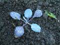 Cabbage seedling 